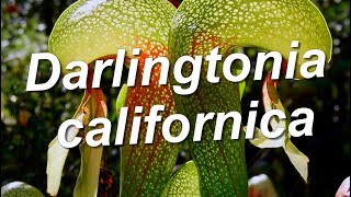 Darlingtonia californica [upl. by Lyrred]