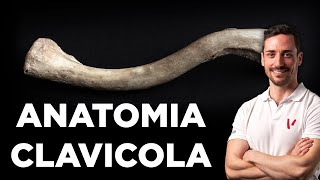 Anatomia della clavicola [upl. by Marr]