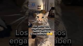 😮🤭Los GATOS nos ENGAÑAN y saben hablar español gatosquehablan gatosgraciosos videosgraciosos [upl. by Odom]