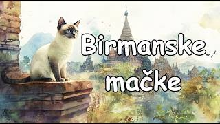 Birmanske mačke Povijest Značajke i Savjeti za Njegu  Birman Cats  Croatian [upl. by Elacsap907]