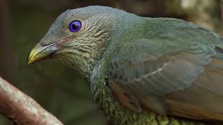 Odd Bird Seduction Techniques  Life Story  BBC Earth [upl. by Sharity]