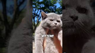 adorable british shorthair kitten will melt you 😍 [upl. by Nesrac]