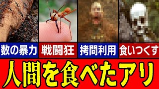 【ゆっくり解説】人間を捕食する昆虫「軍隊アリ」の恐怖。女王アリや天敵についても徹底解説。 [upl. by Elades]