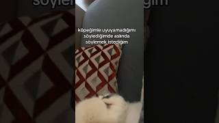 Bu nasıl horlamak😂keşfet keşfetbeniöneçıkar keşfetteyiz funny komedi komik baba comedy dog [upl. by Karlow]