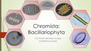 Introducción al estudio de las Diatomeas Bacillariophyta [upl. by Eetnuahs]