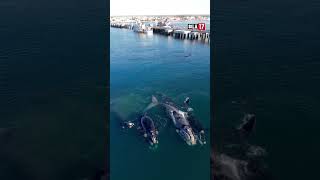 🐳La magia de las ballenas en Puerto Madryn [upl. by Anal]