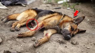 Shelter Worker Ignores Crying Dogs Pleas Then Vets Shocking Discovery Changes EVERYTHING [upl. by Ardnasal359]