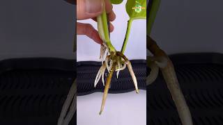 DAY 24 part1  Neon Pothos Propagation pothos thegreenearth plants [upl. by Oinigih]