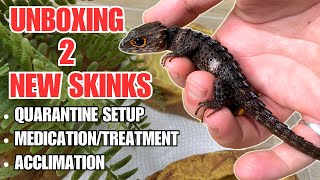 PROJECT MINI DRAGON  How to Treat and Acclimate RedEyed Crocodile Skinks Tribolonotus gracilis [upl. by Janina]