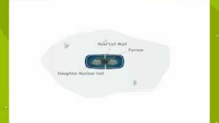 Binary fission in Bacterial cell [upl. by Adnolat]
