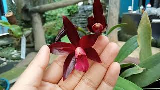 Cattleya Chocolate Drop [upl. by Calypso]