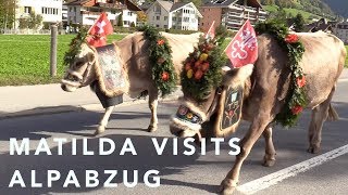 Matilda visits Alpabzug  Things to do with kids in Engelberg Switzerland [upl. by Attenhoj]