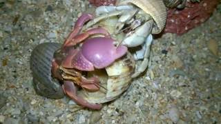 Berganti Cangkang  Kelomang Darat Land Hermit Crab [upl. by Llennor214]