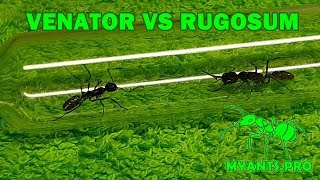 Venator vs Rugosum эксперимент [upl. by Boyden]