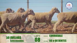 LOTE 08  50 OVELHAS CORRIEDALE SELECIONADAS [upl. by Dickman]