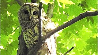 Découvrez les chouettes et hiboux du Québec [upl. by Rudwik]