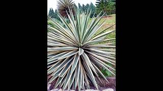 Agave Angustifolia [upl. by Ahsienad694]