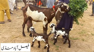 Faisalabad Bakra MandiNew UpdateFM Animals0300669828424•10•2024 [upl. by Halpern]