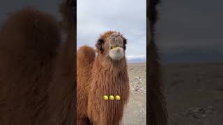 Deveye limon yedirmişler 🐪🍋😂😂😂 funny komikvideolarhayvanvideoları komikvideolar shorts [upl. by Kaycee10]