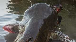 Incredible Huge Catfish 85 feet  250 LBS  HD by Yuri Grisendi [upl. by Ednil]