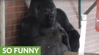 Gorilla makes faces at dad then the unexpected happens [upl. by Enttirb]