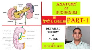 ANATOMY OF DUODENUM  PART  1  FULL LECTURE amp NOTES OF DUODENUM IN HINDI  PARTS OF DUODENUM [upl. by Euqinu]