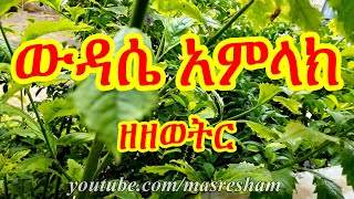 á‹á‹³áˆ´ áŠ áˆáˆ‹áŠ­ á‹˜á‹˜á‹ˆá‰µáˆ­  Wudase Amlak Zezewetir [upl. by Adelheid]