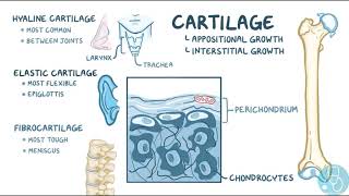 le cartilage  types structure et croissance [upl. by Oidgime]