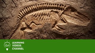 Fossils amp Dinosaurs  Real World Science on the Learning Videos Channel [upl. by Parsaye827]