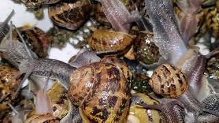 ASMR des escargots [upl. by Zeret]