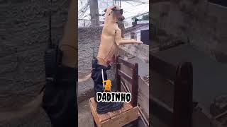 Dadinho de olho [upl. by Adnema593]