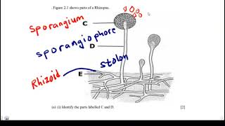 Parts of a Rhizopus and their Functions [upl. by Diraj]