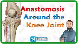 Anastomosis Around the Knee Joint  Genicular anastomosis  Lower limb anatomy  MBBS 1st year NEXT [upl. by Macintosh999]