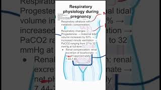 Respiratory physiology during pregnancy [upl. by Thorn]