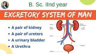 Excretory system of man  B Sc 2nd year  Zoology [upl. by Repsag]