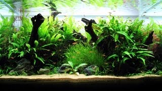 Freshwater Planted Aquarium  Little Pixie ｜ 小精灵 [upl. by Velick196]