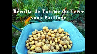 Récolte amp Zoom sur la Pomme de Terre sous Paillage Août 2017 🌳 10 [upl. by Enyledam346]