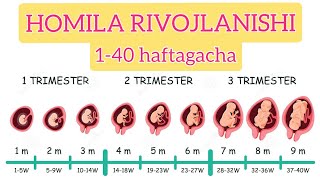 HOMILA RIVOJLANISHI 140haftagacha  Stages of pregnancy [upl. by Moia696]