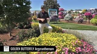 Dig Deep Golden Butterfly Argyranthemum [upl. by Yelsnit]