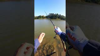 Fishing 🎣 fishing shortsvideo [upl. by Lorsung602]