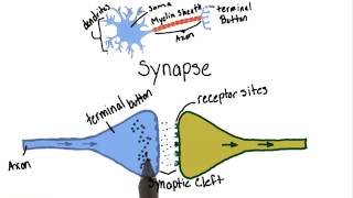 Neurotransmission  Intro to Psychology [upl. by Thinia]