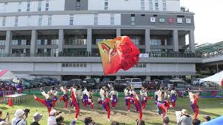 【4K】ど～んと Coco de 踊らん会Ebinaよさこい2024夏三部 [upl. by Alyahs]