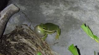 Green Tree Frog [upl. by Akiam]