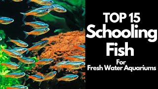 The 15 BEST Schooling Fish For Freshwater Aquariums 🐟 [upl. by Yemrej359]