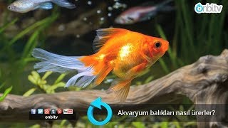 Akvaryum balıkları nasıl ürerler akvaryum cikletbalıkları japonbalığı lepistes balıkyumurtası [upl. by Lydon]