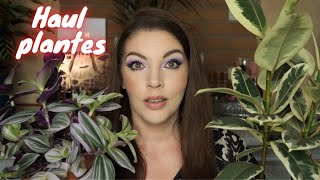 Haul Plantes 🌿  Je me lance dans les plantes dintérieur 🌱 [upl. by Esten]