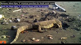 Monitor lizard predation of sea turtle nest from camera trap [upl. by Colson365]