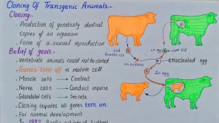 Cloning of transgenic animals  process of cloning  class 12 [upl. by Ayojal]