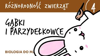 Różnorodność zwierząt 4  Gąbki i parzydełkowce  matura z biologii rozszerzona [upl. by Brawner]