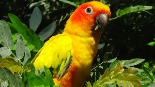 Aratinga solstitialis  Linnaeus 1758  Psittacidae  Conure soleil  Zoologique Paris 092014 [upl. by Tebasile]